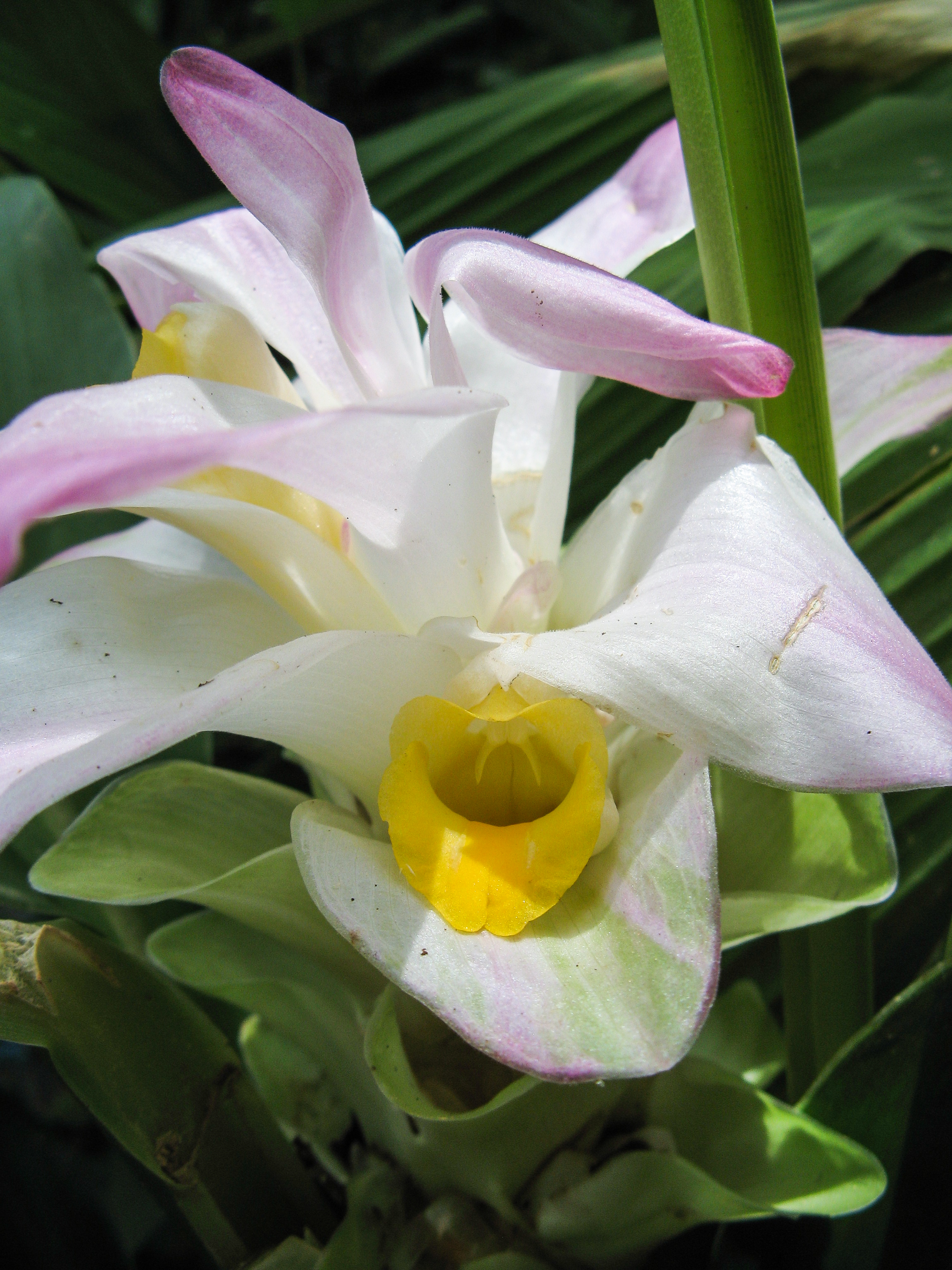 ขมิ้น Curcuma longa L.<br/>Zingiberaceae